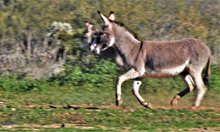 herd of donkeys